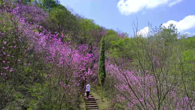 满山紫荆花
