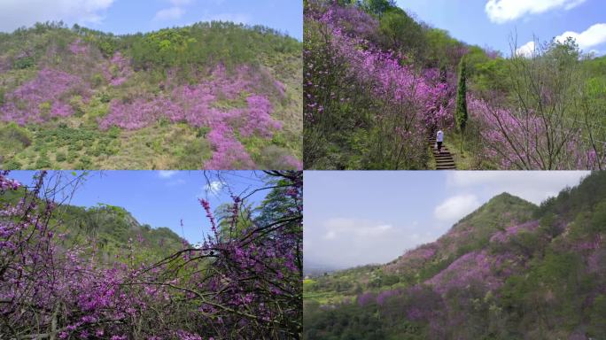 满山紫荆花