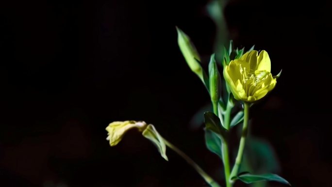 植物花朵生长过程延时拍摄