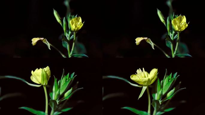 植物花朵生长过程延时拍摄