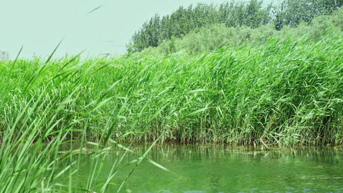 【4K原创】绿色芦苇湖边飘荡蓝天白云湖水