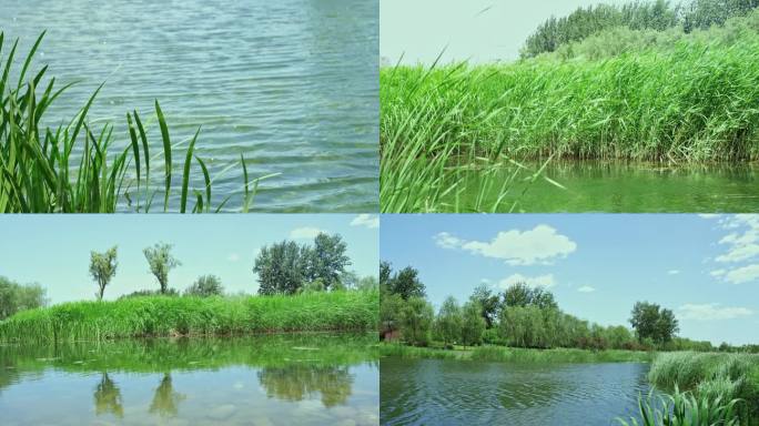 【4K原创】绿色芦苇湖边飘荡蓝天白云湖水