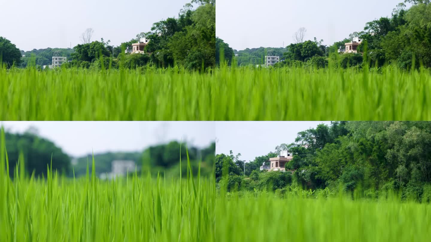 绿色的稻田 乡村唯美空境