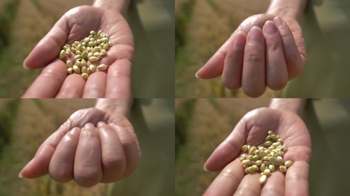 麦子成熟  农业 割麦子 人物麦田 麦子