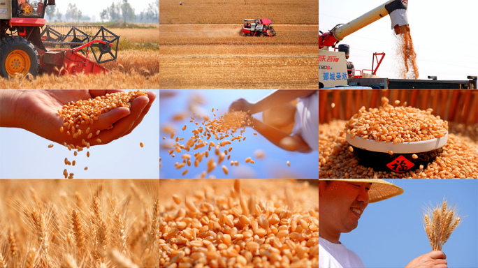 小麦丰收麦田收割机农民粮食农村经济农业
