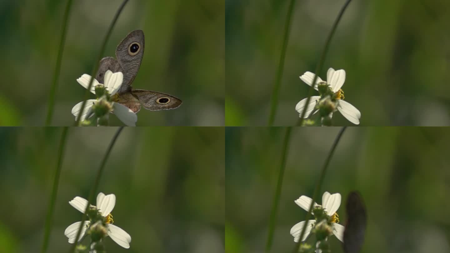 大眼蝴蝶在花瓣上飞出画面