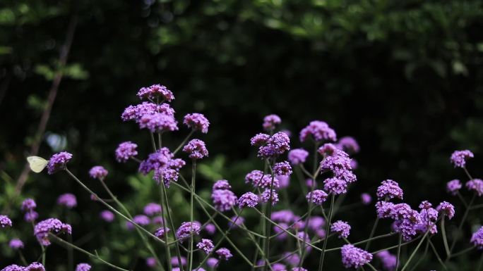 蝴蝶在花丛中飞春天夏天