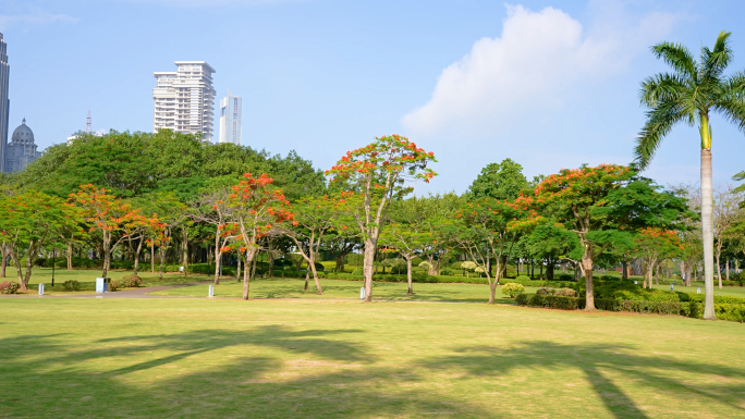 城市凤凰花开小鸟草地蓝天白云