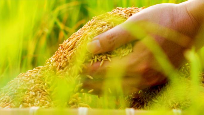 水稻稻田播种春分耕种农业农民伯伯
