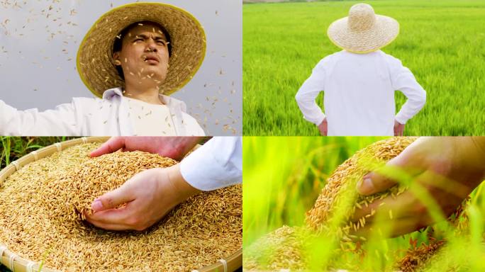 水稻稻田播种春分耕种农业农民伯伯