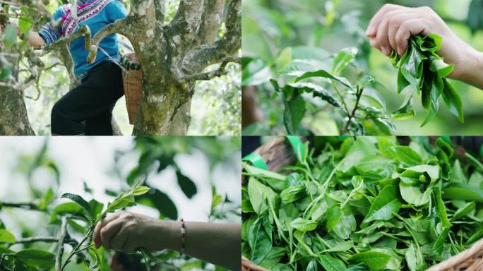 少数民族在古茶树上采摘茶叶