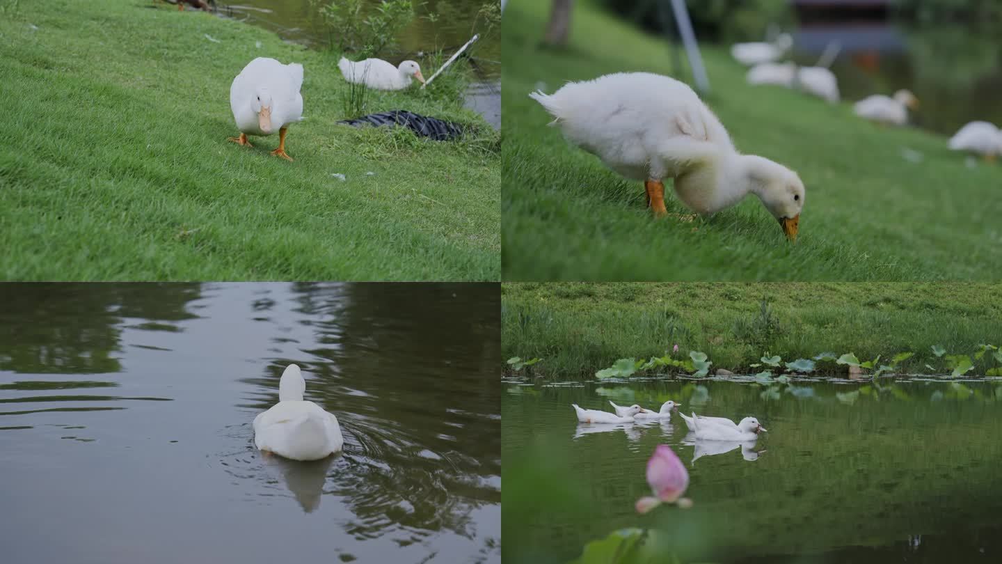 池塘鸭子游泳觅食