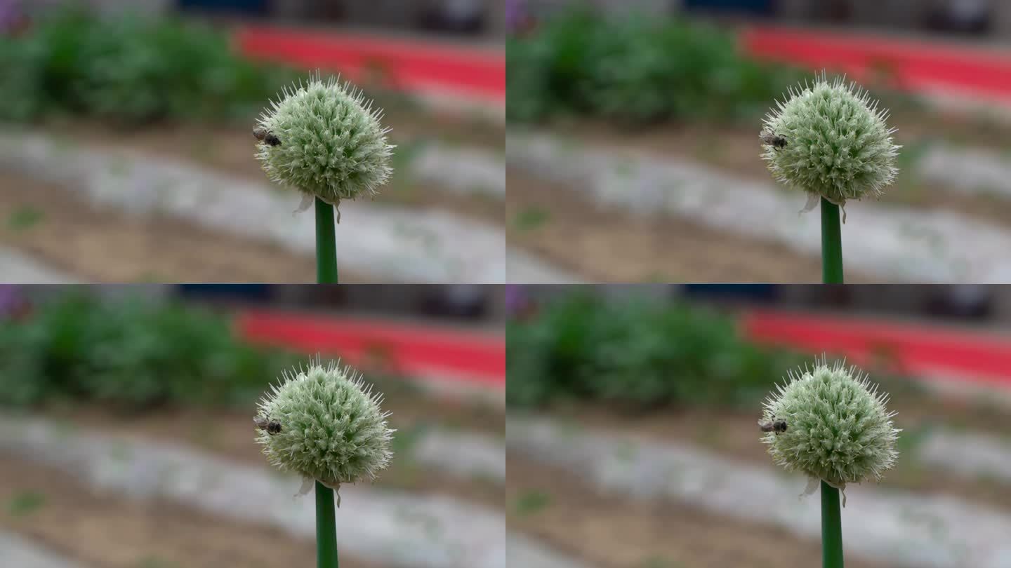 蜜蜂落在植物上