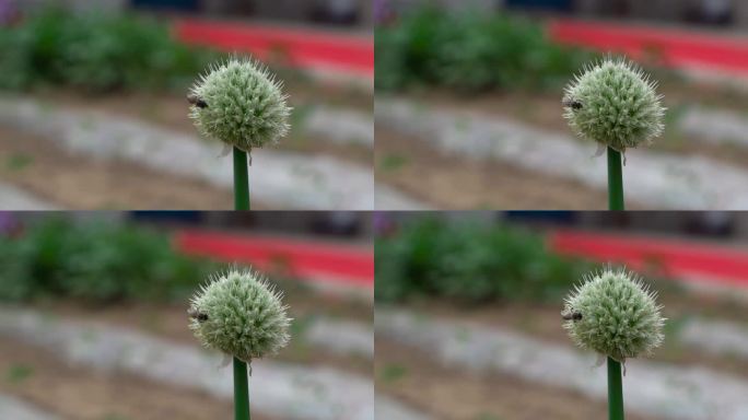 蜜蜂落在植物上