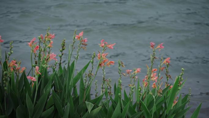 风水野草 风 湿地公园 风吹过草地户外