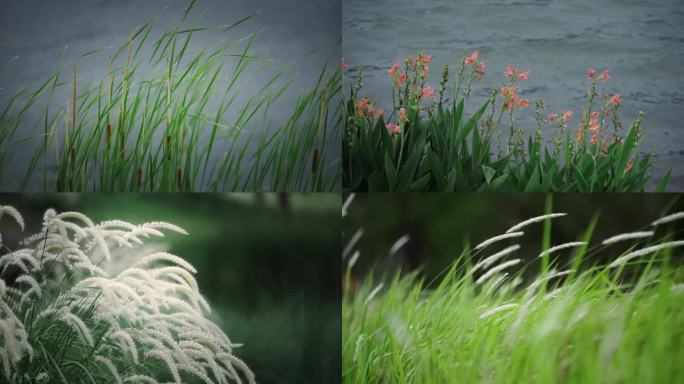 风水野草 风 湿地公园 风吹过草地户外