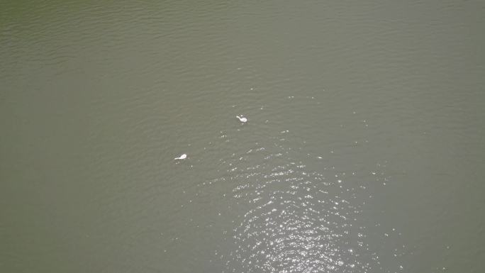 湖面游水的鹅4K航拍