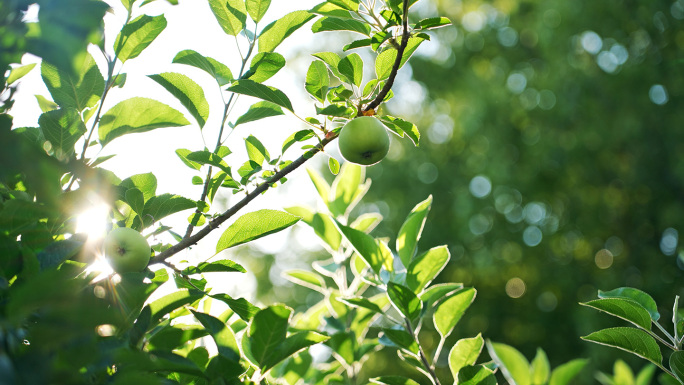阳光下结满果实的青苹果树