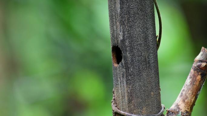 白眉棕啄木鸟