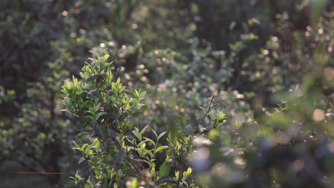 茶山茶树茶叶绿色种植园全角度特写镜头32