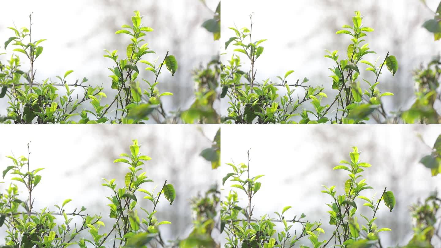 茶山茶树茶叶绿色种植园全角度特写镜头20