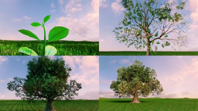 树生长 绿色环保 参天大树  茁壮成长
