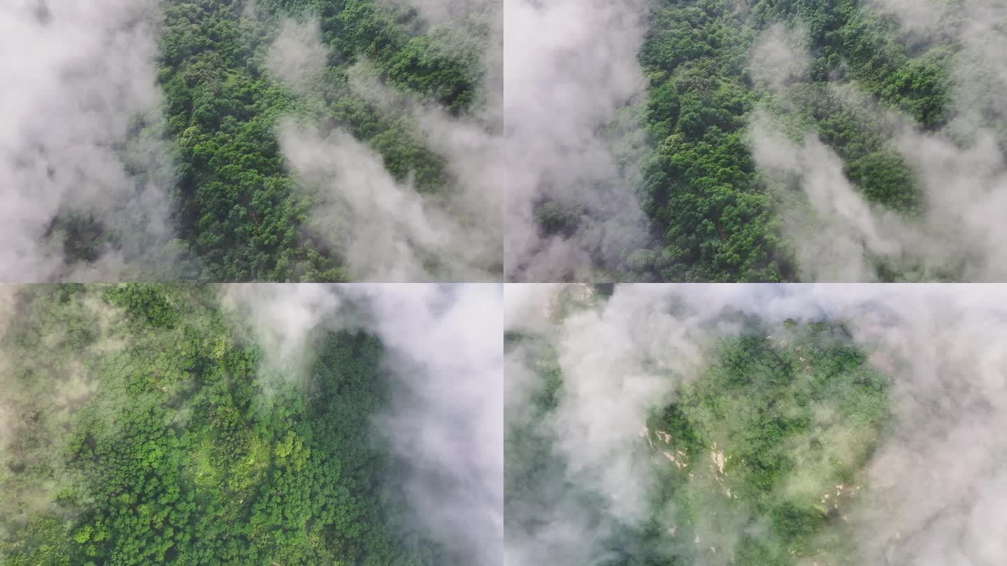云雾森林俯拍森林
