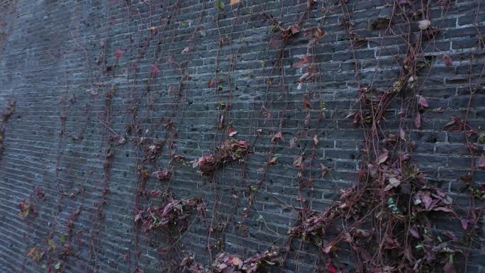 城墙、藤植物
