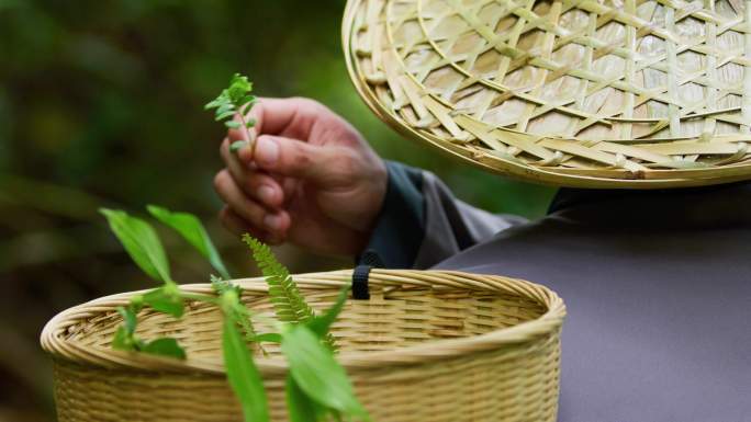 采药中医上山寻药本草纲目