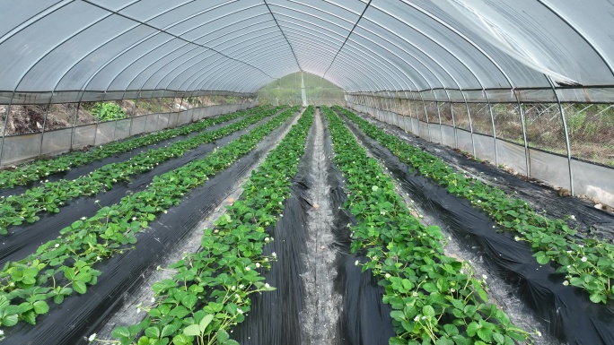 草莓大棚植物种植基地产业乡村