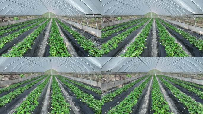 草莓大棚植物种植基地产业乡村