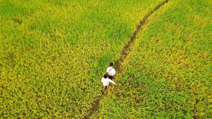 航拍一对情侣在稻田中行走