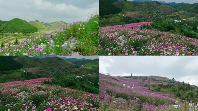 山上美丽鲜花延时4K