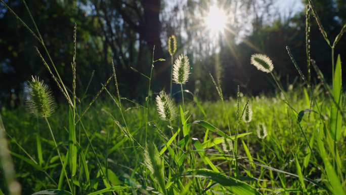 春夏唯美公园树林小草大自然逆光光线