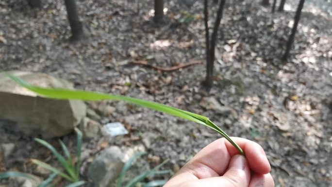 原创实拍风吹树叶视频素材