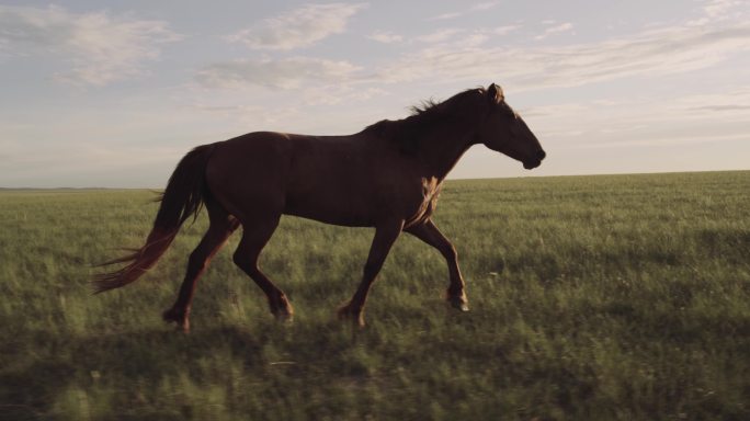升格拍摄草原上朝着阳光奔驰的骏马