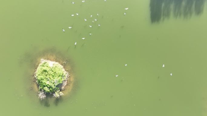 航拍山东荣成海驴岛码头海鸥湖的湖水