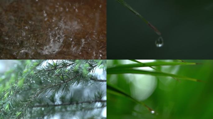 大自然下雨树叶谷雨水滴森林意境滴水雨天
