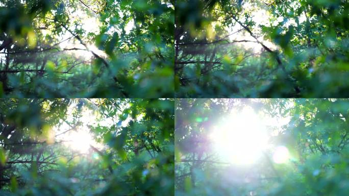 阳光 逆光 逆光下的树叶