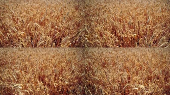 8K金色的麦田地麦子成熟颗粒饱满