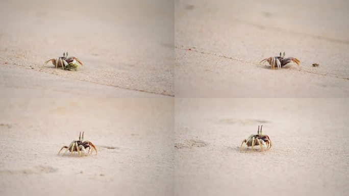 海滩沙蟹