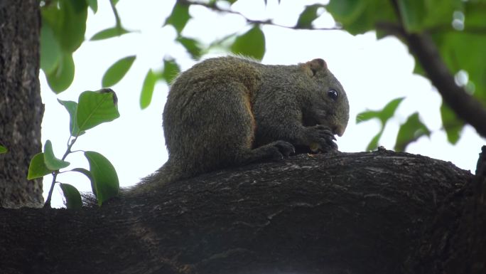 树上吃食物的小松鼠