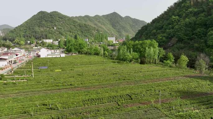 航拍六安瓜片原产地核心区