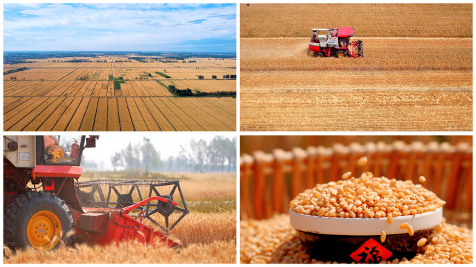【小麦】小麦播种发芽生长成熟丰收全过程