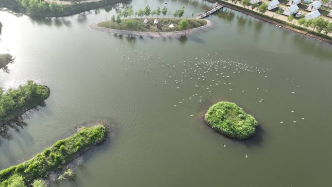 航拍山东荣成西霞口海驴岛码头外的海鸥湖