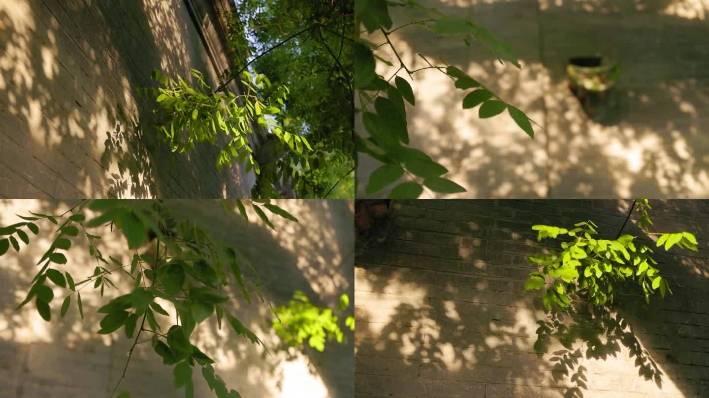 夏日里阳光下的树影光影