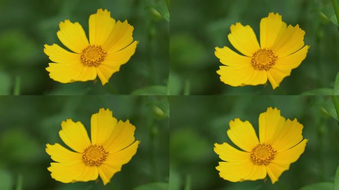 夏天微风吹动的黄色小花微距特写镜头