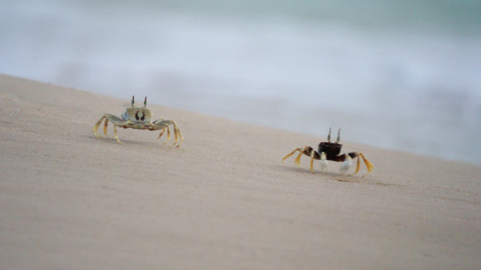 沙滩忙碌的沙蟹
