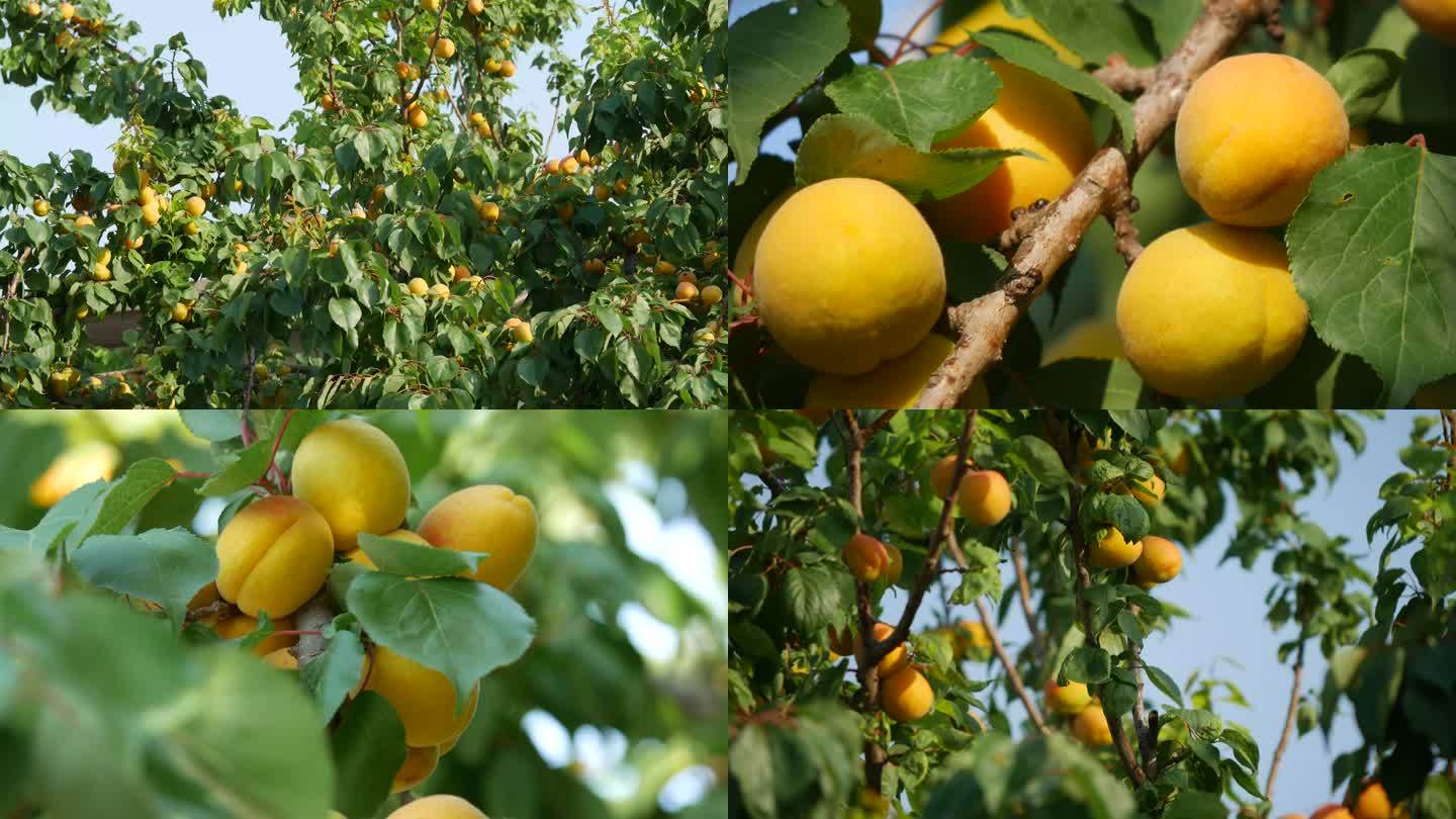 杏 杏树 杏成熟 果实2