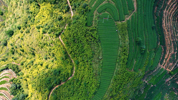 高山茶园梯田铁观音茶树茶叶航拍